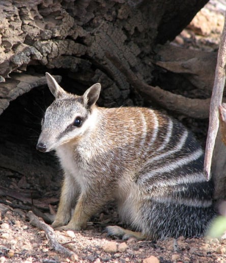 Photo of Dryandra Woodland trail