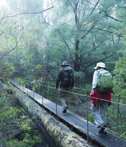 Photo of Bush Walk trail