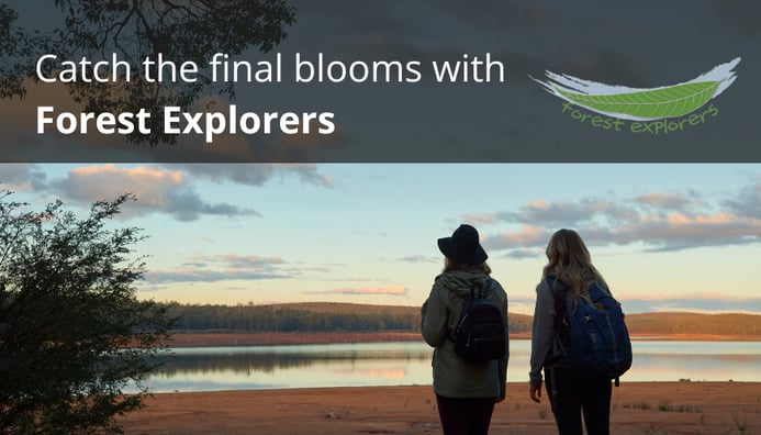Photo related to: Catch the last wildflowers of the season with Forest Explorers in Wellington National Park