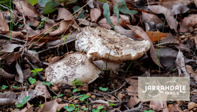 Photo related to: Autumn Fungi Hunting in Jarrahdale