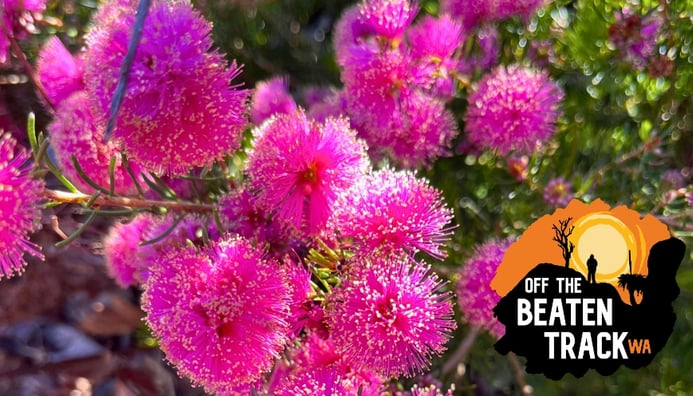 Photo related to: Wildflower Wander Series | Perth Hills