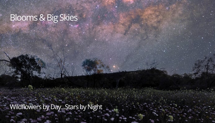 Photo related to: Wildflowers by day, stars by night.