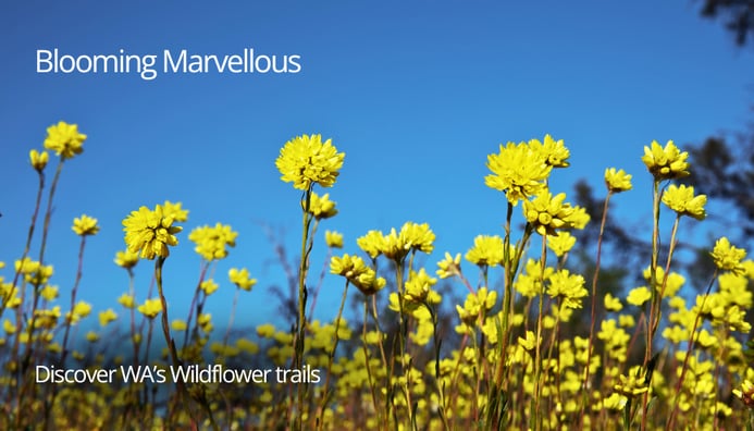 Photo related to: Blooming Marvellous: Discover WA's Wildflower Trails