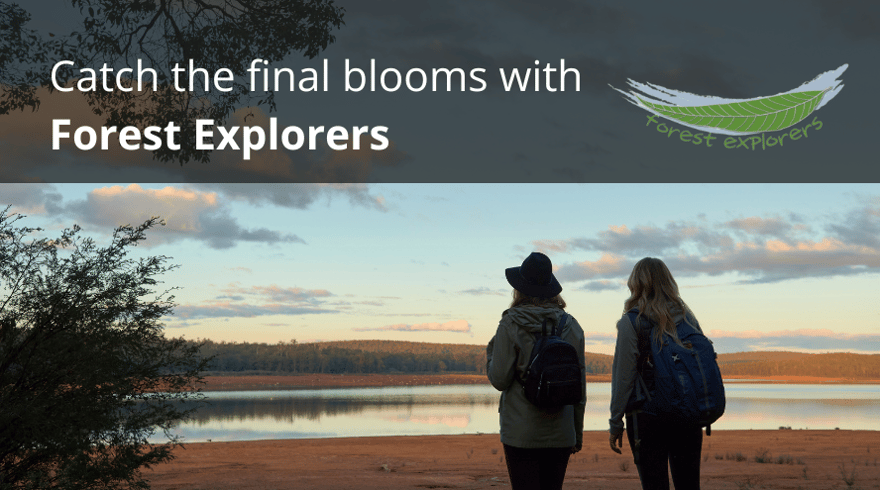 Photo related to: Catch the last wildflowers of the season with Forest Explorers in Wellington National Park