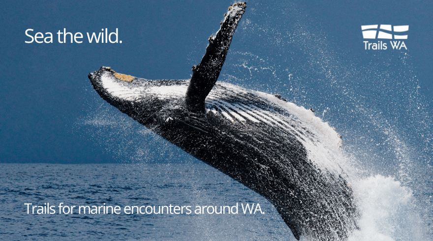 Photo related to: Sea the Wild: Trails for Marine Encounters Around WA