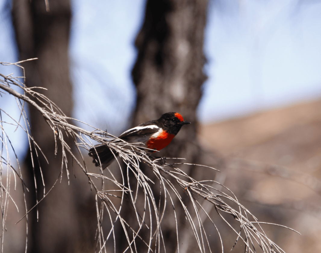 Red Capped Robin Woylie Trail Narrambeen Andrew Hide