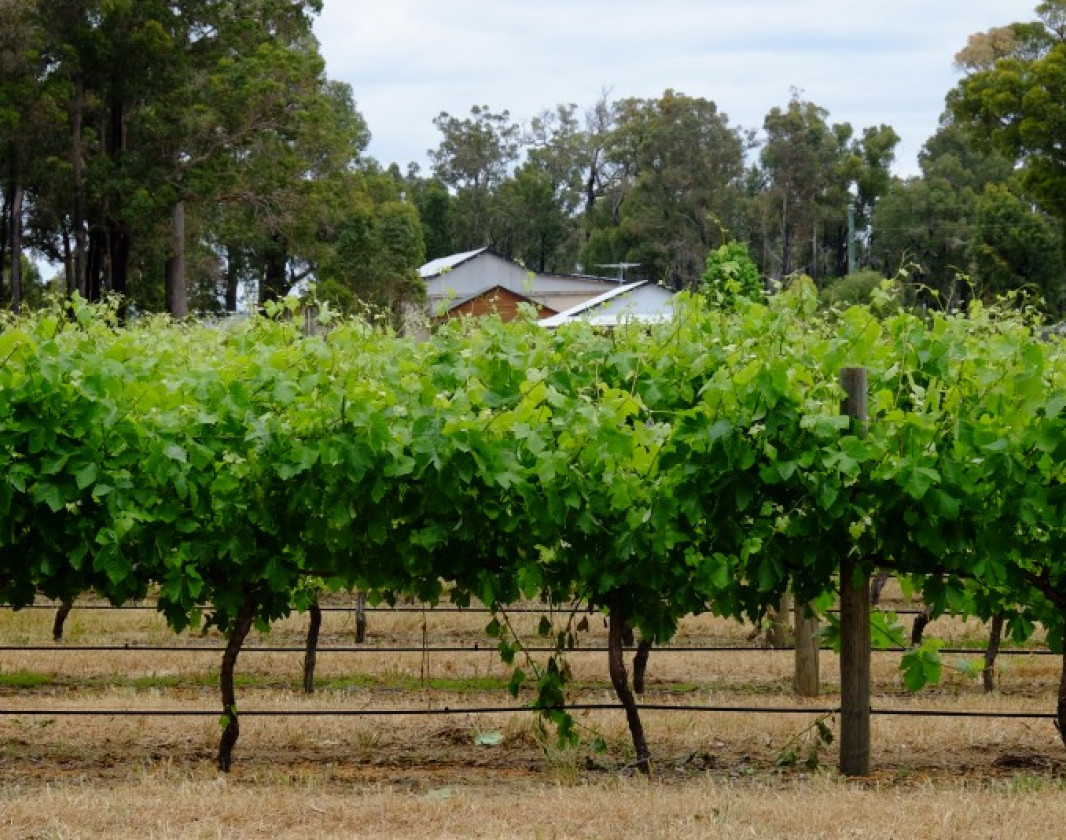 Vineyards in the Peel Region