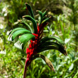 The Red and Green Kangaroo Paw was proclaimed the floral emblem of Western Australia in 1960. It is also called the Mangles Kangaroo Paw after the English botanist Robert Mangles who cultivated it in England.