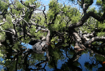 Photo of Carey Brook Walk Trail, Hawke NP trail