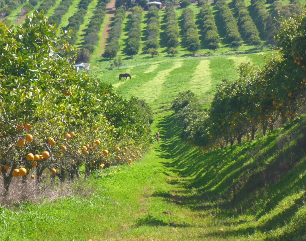 Golden Grove Citrus Orchard