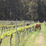 More than just wine tasting. Bring the children and feed the vineyard horse.