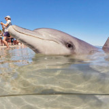 Monkey Mia is home to a pod of friendly dolphins