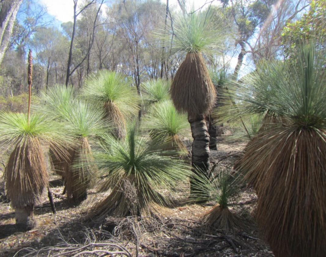 Grass trees along trail