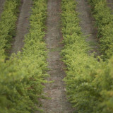 Lines of vines