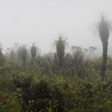 grasstrees in the mist