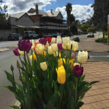 Tulips in Nannup
