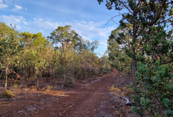 Photo of Whistler Walk, Bungendore Park trail