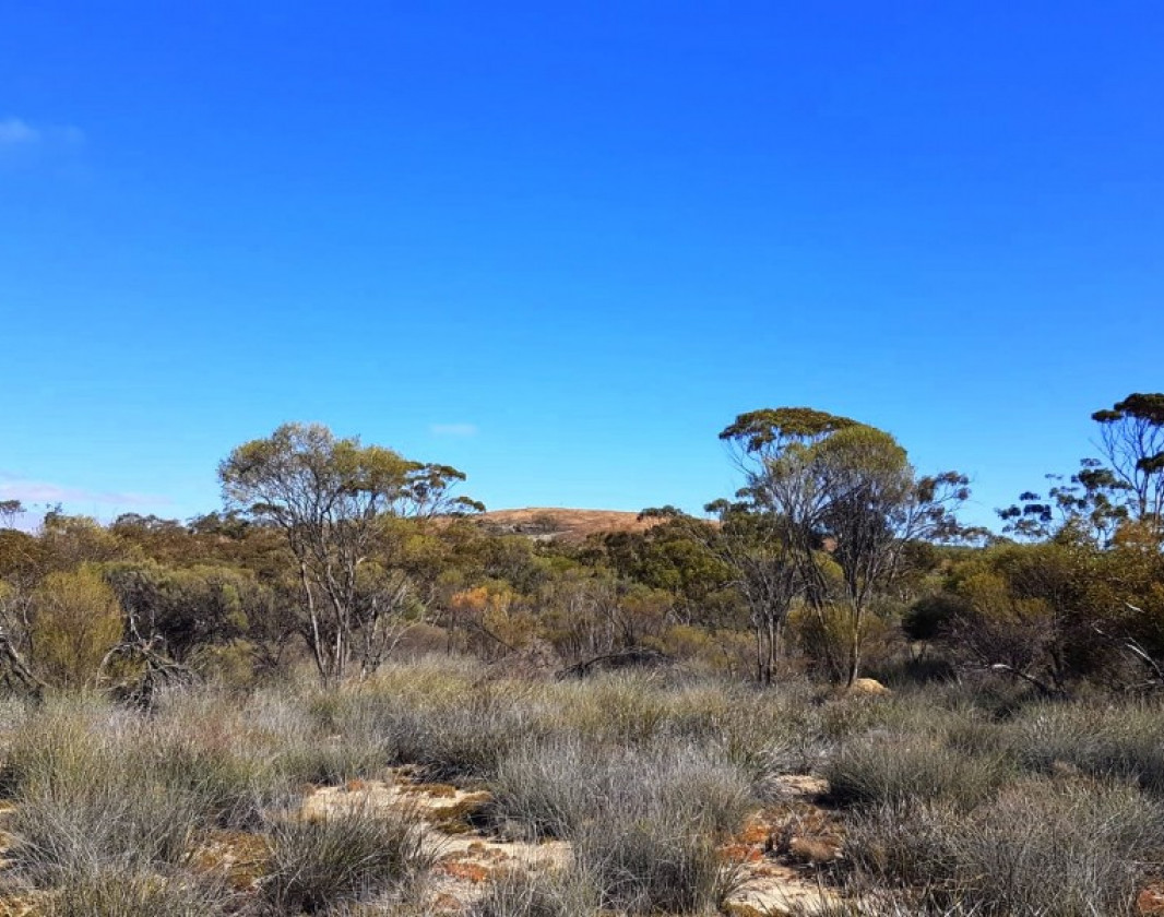 The winds its way through the bush at the base of Merredin Peak
