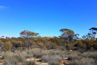 Photo of Merredin Bush Walk trail