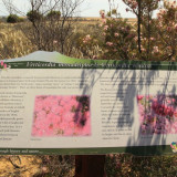There are numerous signs along the trail with information about the many varieties of wildflowers that grow along the trail