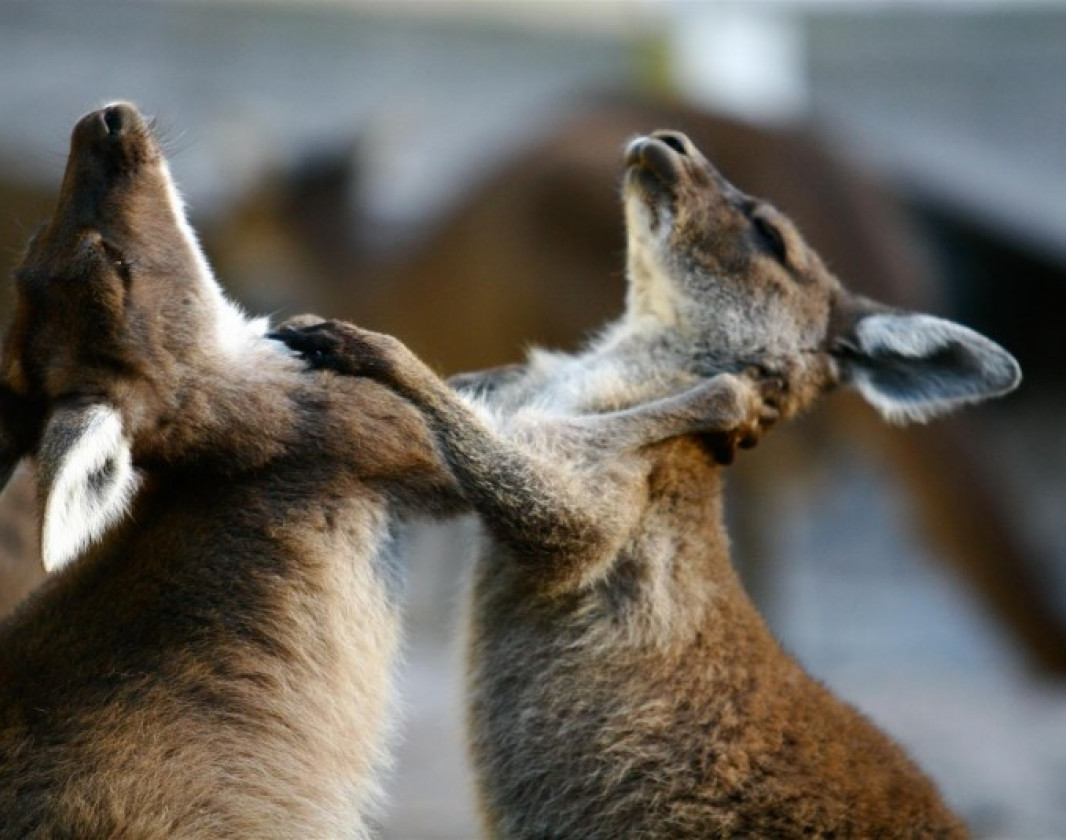 Young Kangaroos learning to brawl. At Aroundtu-it campground