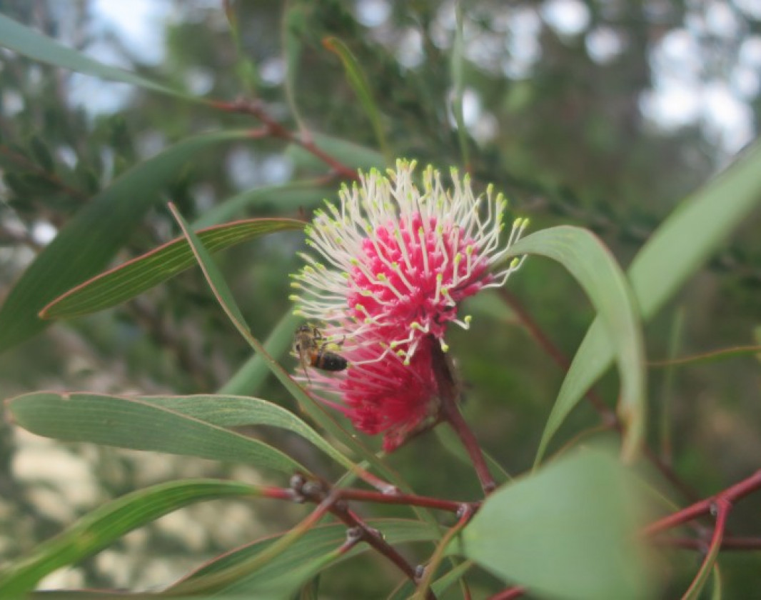 From April the bright pink flowers of the pincushion hakea are in bloom