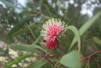 Photo of Len Otte Nature Trail, Cape Arid NP trail