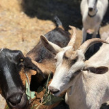 Goats at the Local Goat Cheese Farm