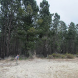 Trail enters pines at Aqua Road