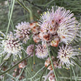 One of the many hakea species in the region
