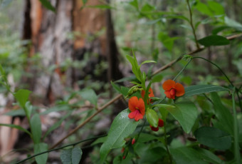 Photo of Quinninup Karri Trail trail