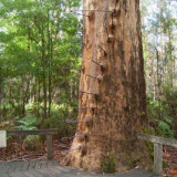 The Gloucester Tree in the Gloucester National Park is only 3kms from the Post Office in Pemberton. The Gloucester Tree was chosen for a fire lookout in 1947, one of a network of lookouts built in the Karri forest between 1937 and 1952. 