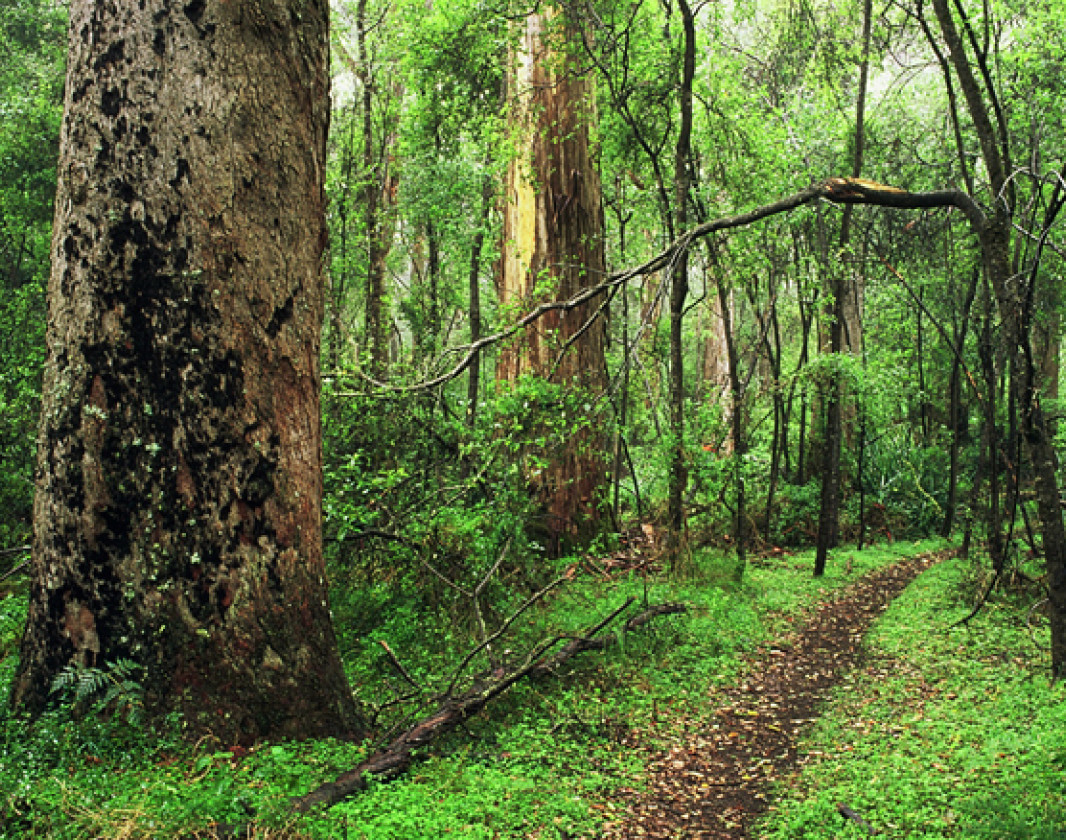Dense and lush green forest experienced during the wetter months