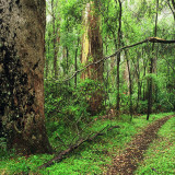 Dense and lush green forest experienced during the wetter months