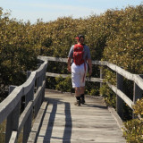Boardwalk through the mangrove
