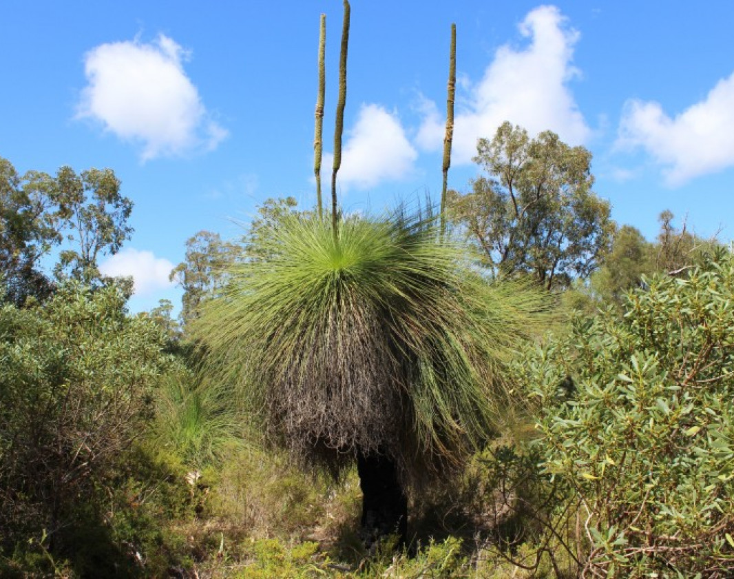 Grass trees along the trail