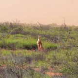 Red Kangaroos graze on the grasslands of Giralia