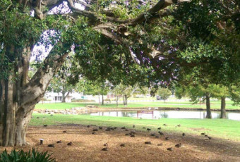 Photo of Rediscover Armadale’s Heritage Trees Trail trail