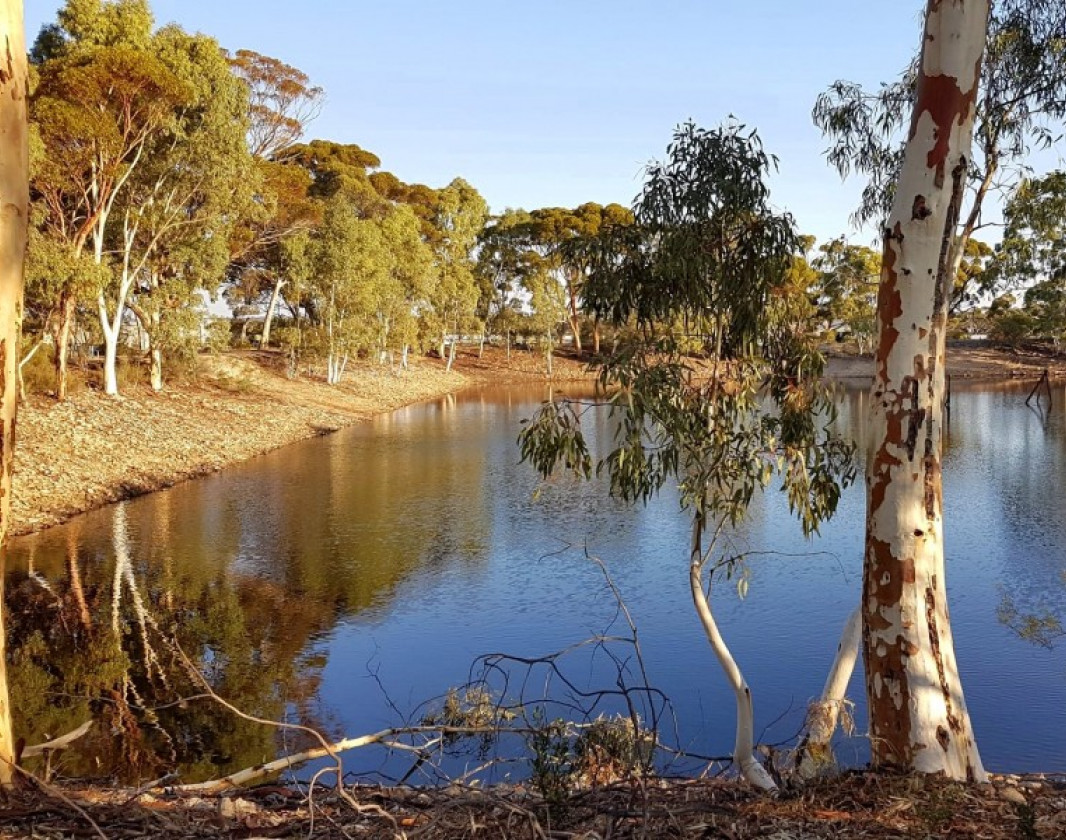 Learn about the dam and how it was used to fuel the steam trains that passed through Merredin from the late 1800s. Picnic tables are provided.