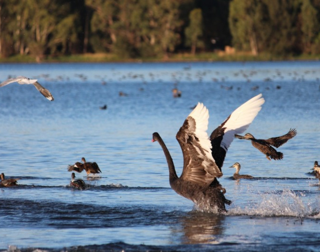 The unique Black Swans at Lake Monger