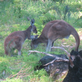 Kangaroos near start of trail