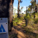 The trail is marked with blue tags, featuring a grass tree that are so prolific in the area.