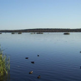 Ducks on Lake Joondalup