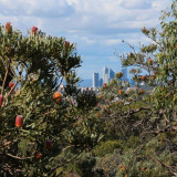 Views of Perth City from Bold Park