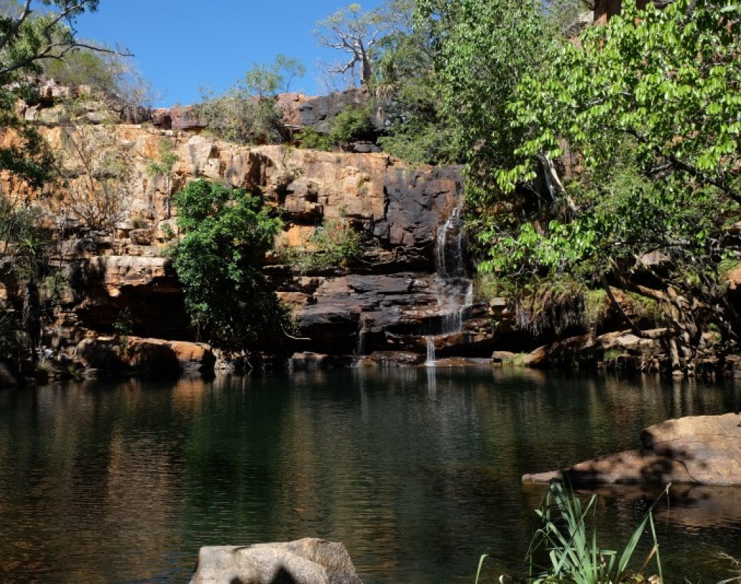 The boab stands above the swimming hole of Galvins Gorge
