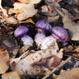 Fungi Cortinarius Archeri Knolls Trail Banderson.jpg