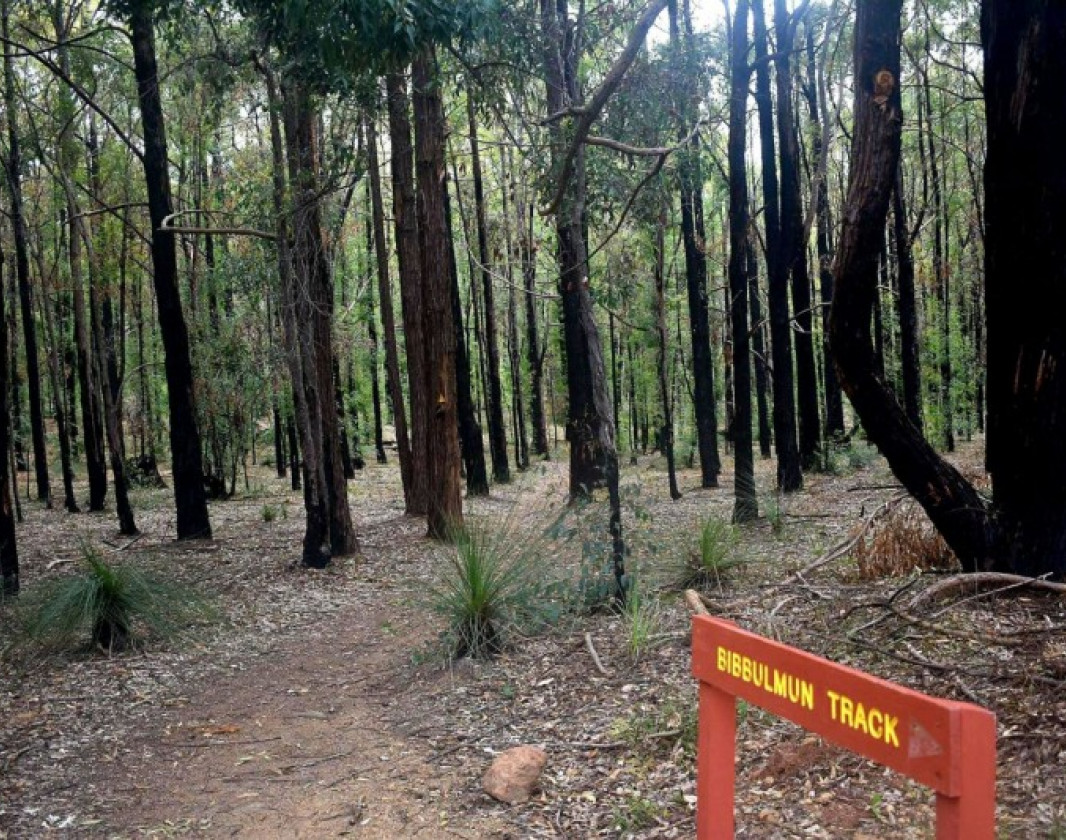The trail winds through towering tuart and jarrah trees
